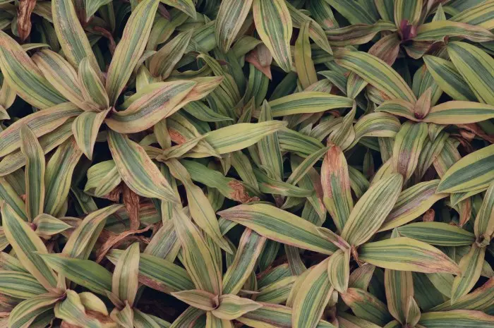 Dracaena (Tanaman Naga)