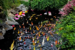 Kolam dengan Ikan Warna-Warni