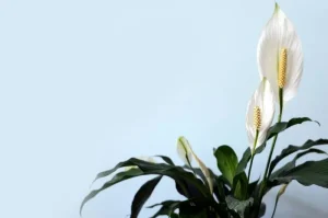 Peace Lily (Lili Perdamaian)