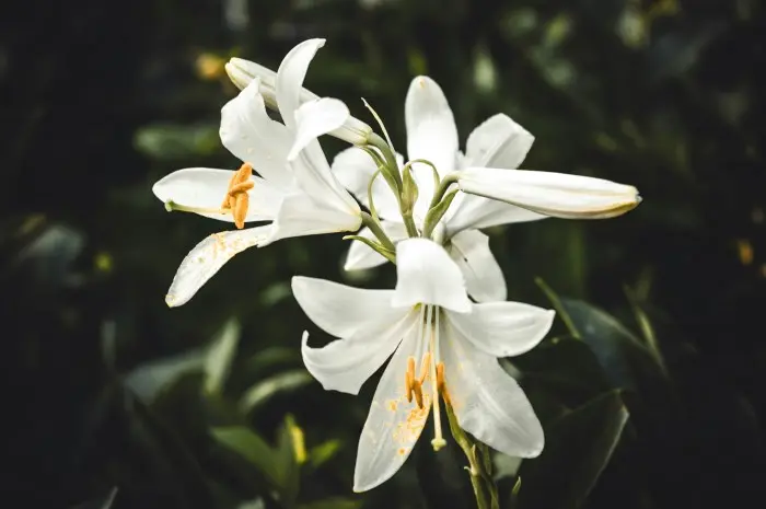 Peace Lily