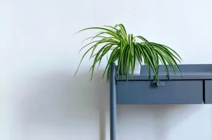 Tanaman Laba-laba (Spider Plant)