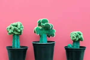 Kaktus Keindahan Sederhana dengan Perawatan Mudah